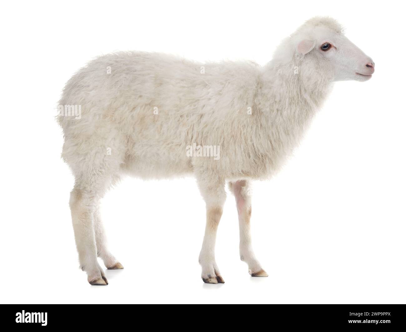 sheep isolated on white background Stock Photo - Alamy