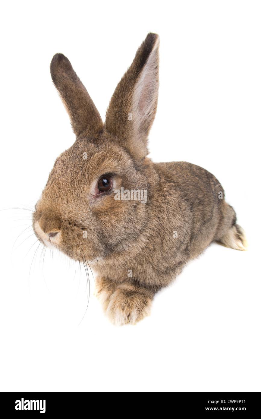 rabbit distorted by a wide-angle close-up, on a white background Stock ...