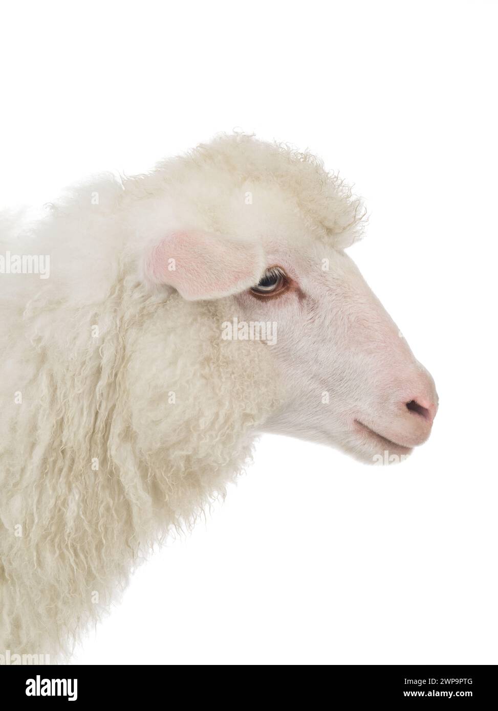 portrait sheep isolated on white background Stock Photo - Alamy