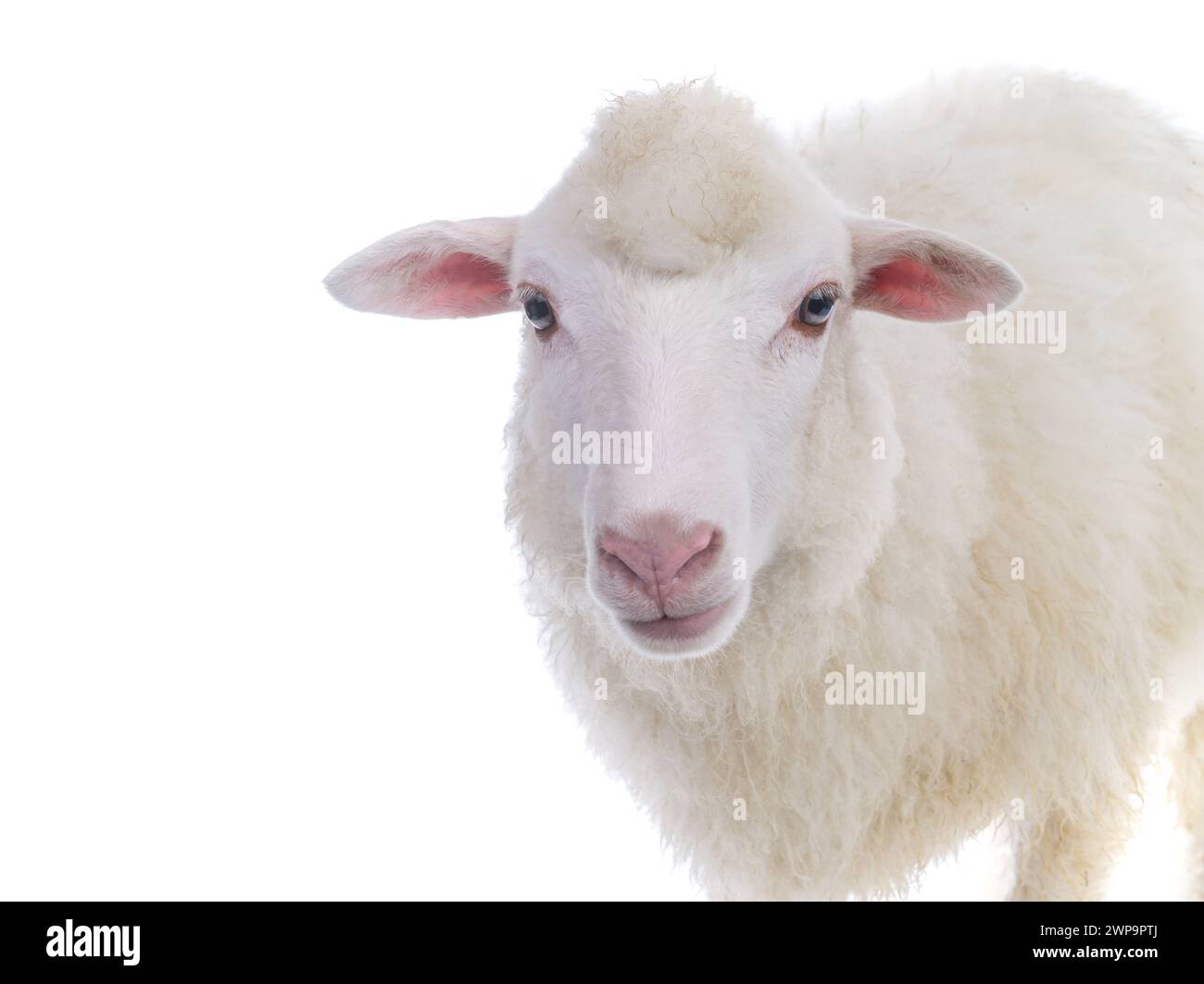 portrait sheep isolated on white background Stock Photo - Alamy