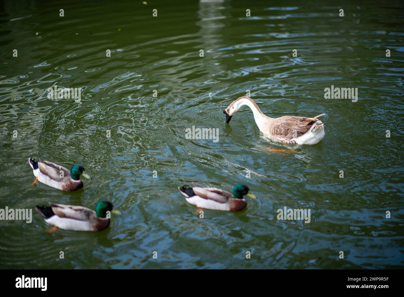 There is a Chinese goose and three mallard ducks in the pond. The view next to Yuanxingtang Temple. Niuzhuang, Shanhua District, Tainan City. Stock Photo