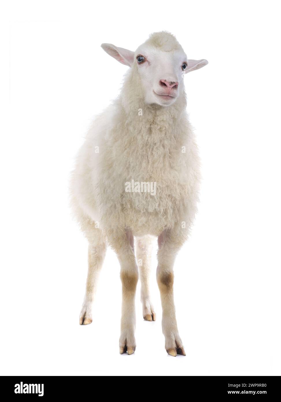 sheep isolated on white background Stock Photo - Alamy