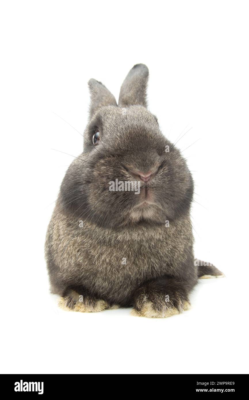 rabbit distorted by a wide-angle close-up, on a white background Stock ...