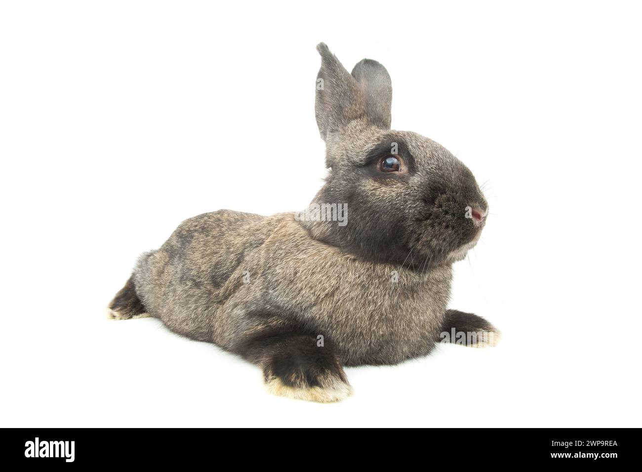 rabbit distorted by a wide-angle close-up, on a white background Stock ...