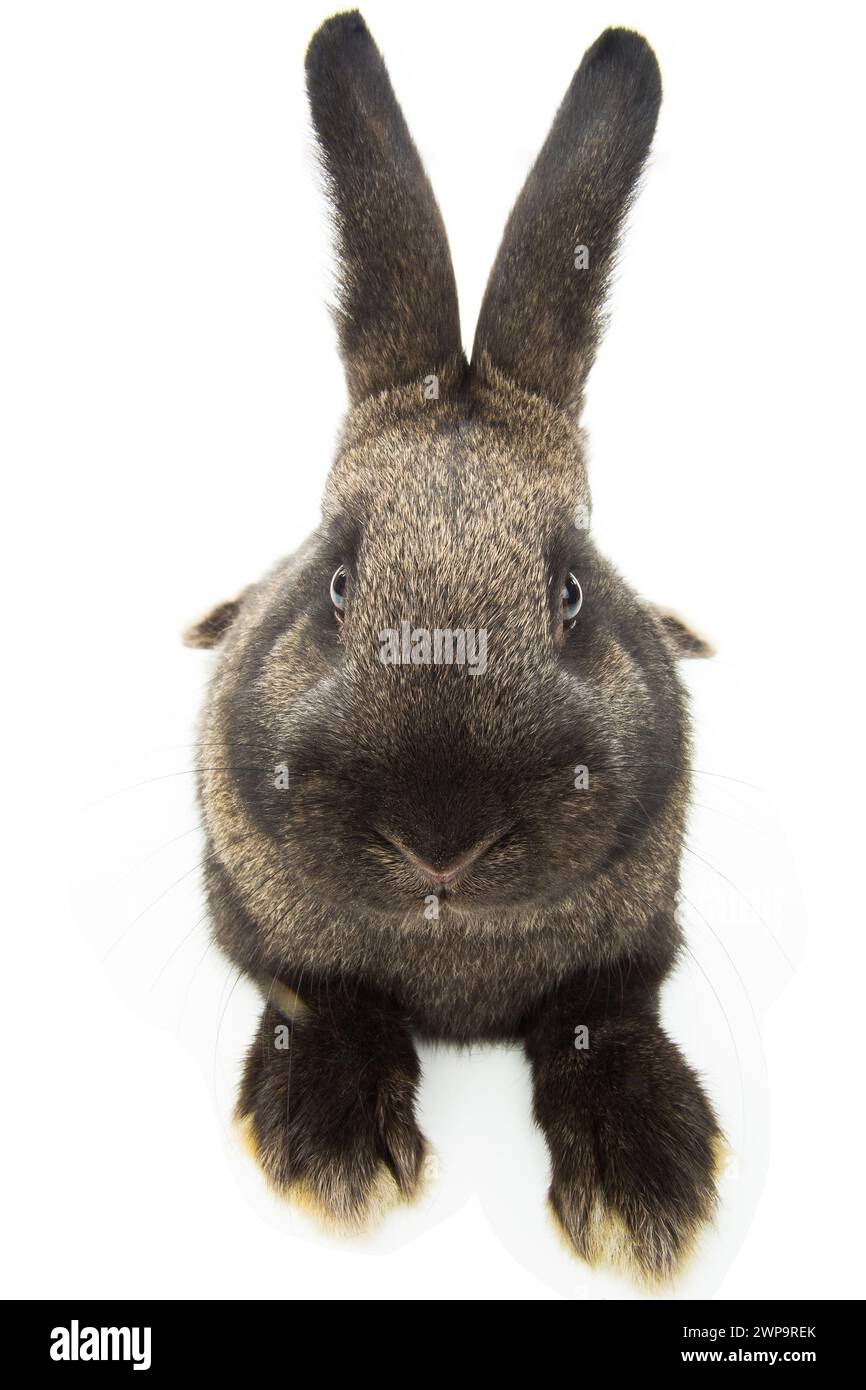 rabbit distorted by a wide-angle close-up, on a white background Stock ...