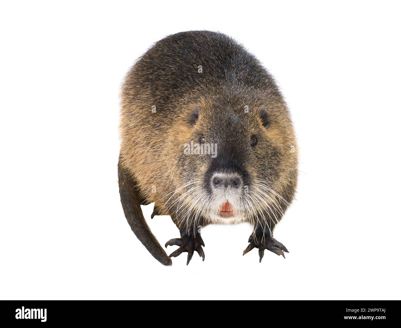 Coypu (Myocastor coypus) aka river rat or nutria mammal animal isolated on a white background Stock Photo