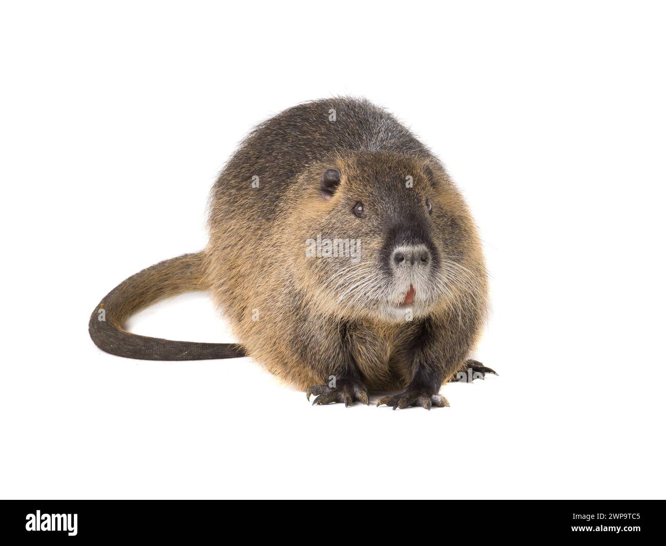 Coypu (Myocastor coypus) aka river rat or nutria mammal animal isolated on a white background Stock Photo