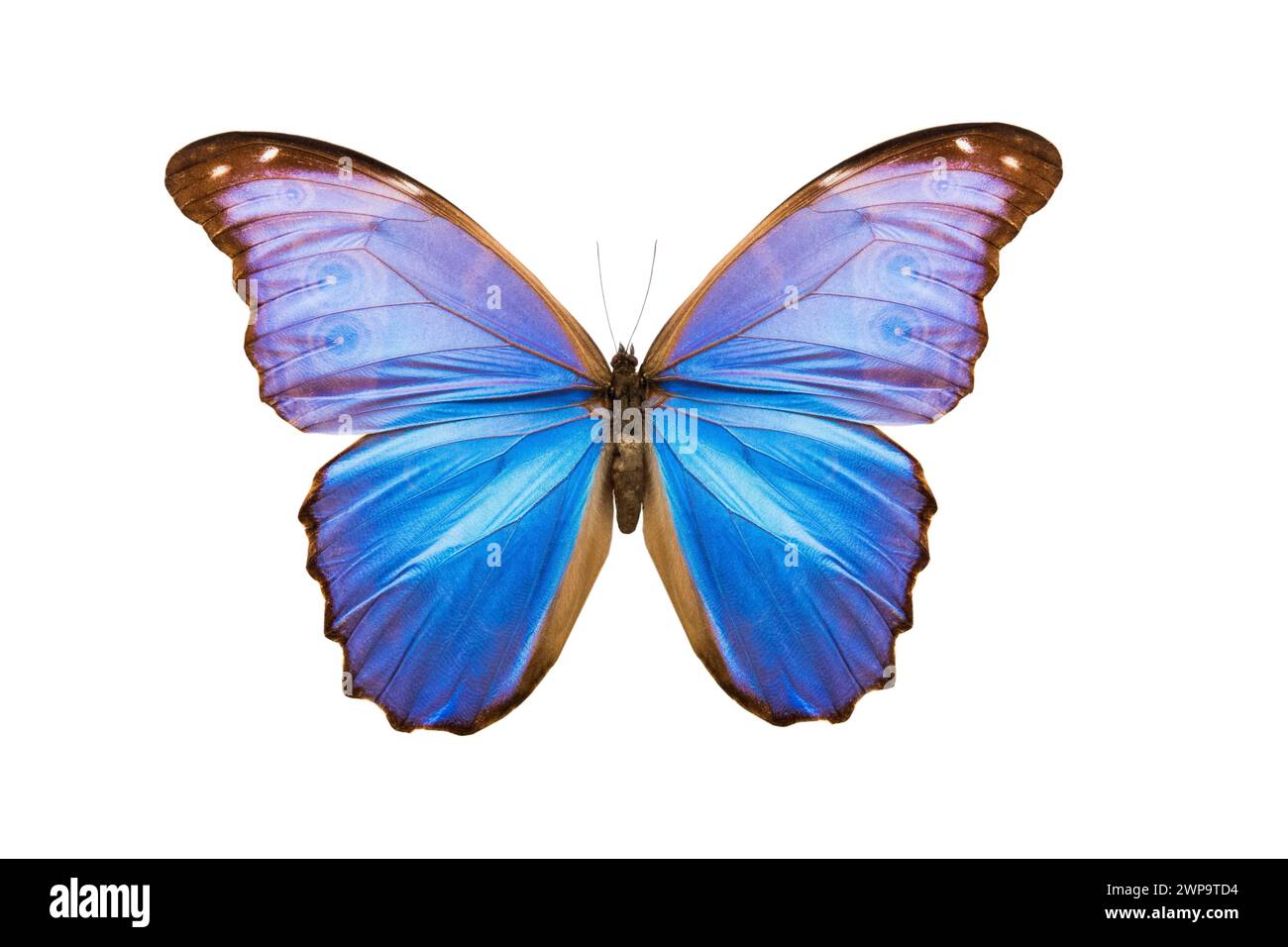 butterfly morpho nestira isolated on white background Stock Photo - Alamy