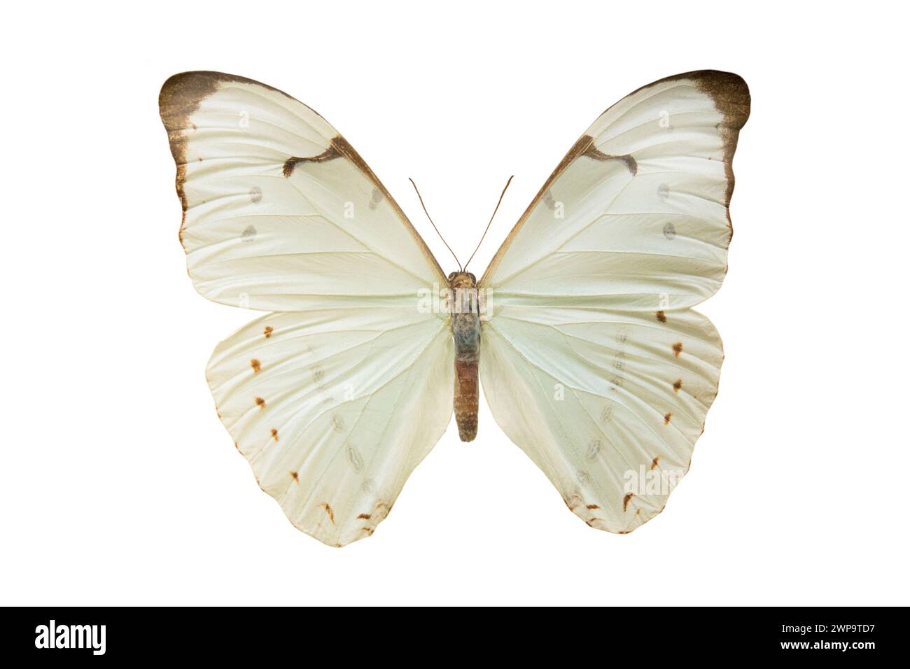 butterfly Morpho laertes isolated on white background Stock Photo - Alamy