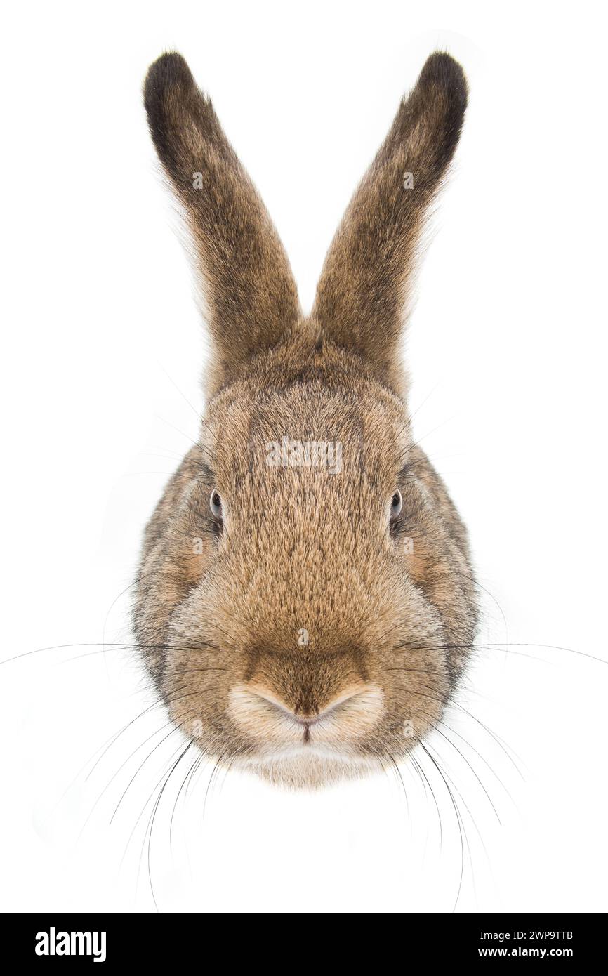 Disgustd Rabbit close-up portrait of a of dissatisfied rabbit isolated on white ...