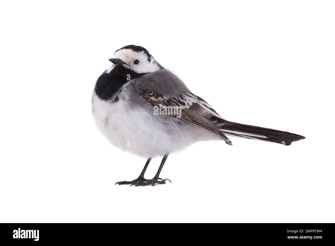 White Wagtail (Motacilla alba) isolated on a white background  in studio shot Stock Photo