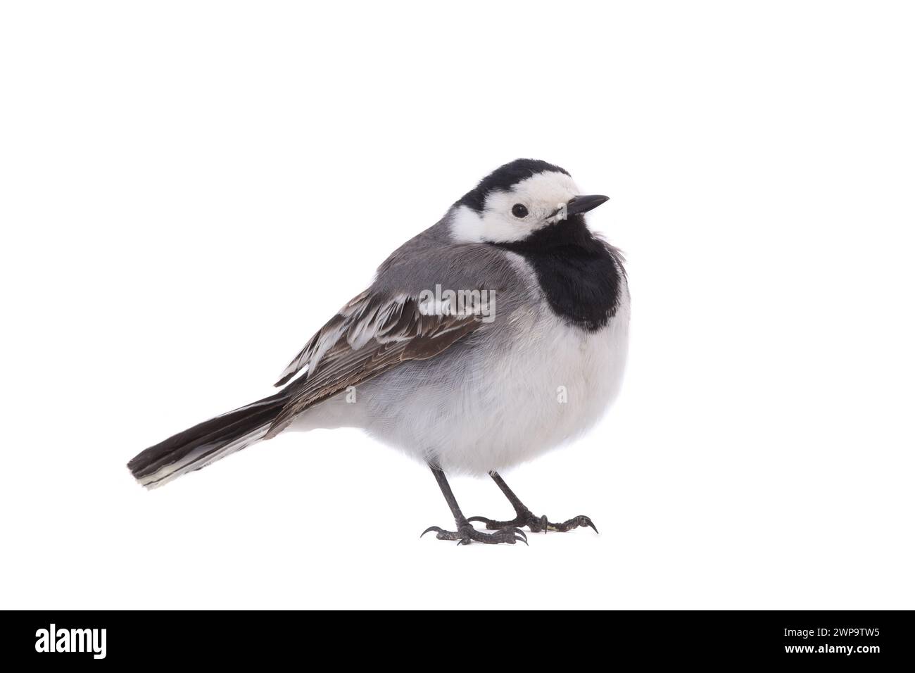 White Wagtail (Motacilla alba) isolated on a white background  in studio shot Stock Photo