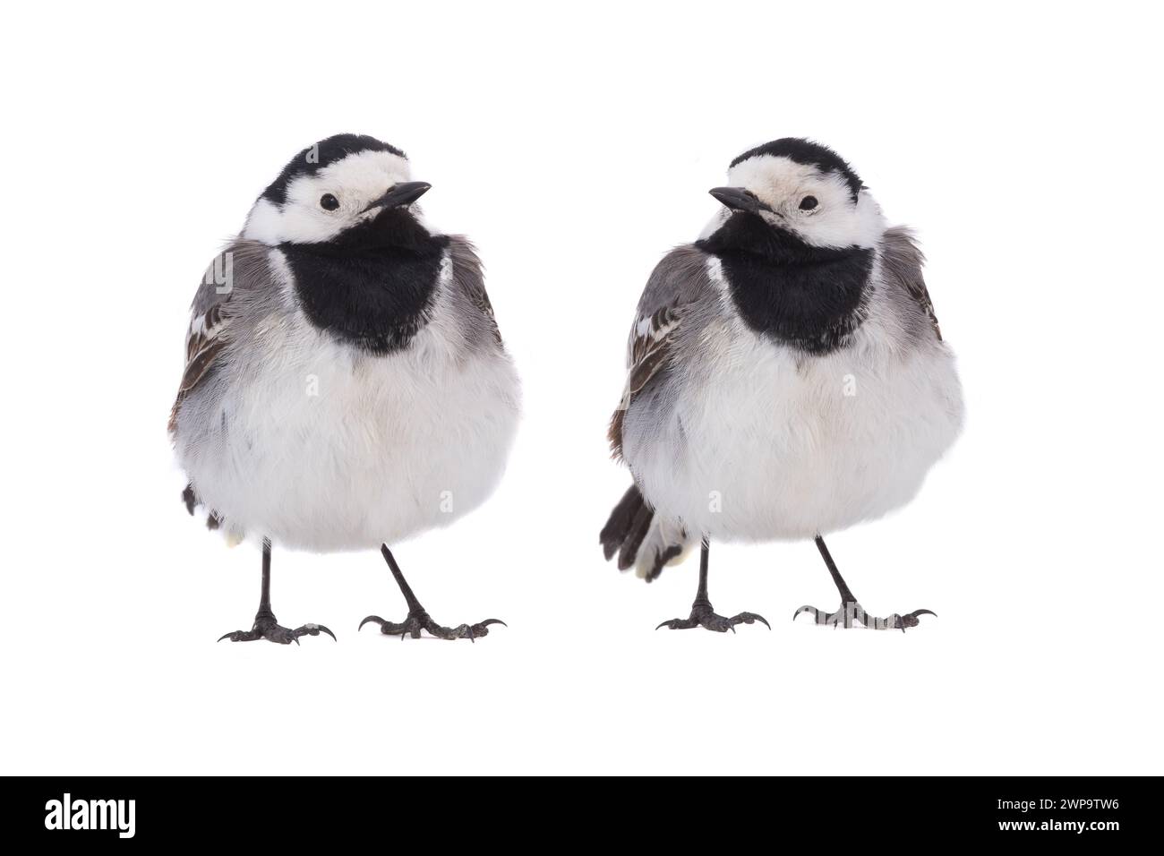 Two White Wagtail (Motacilla alba) isolated on a white background  in studio shot Stock Photo
