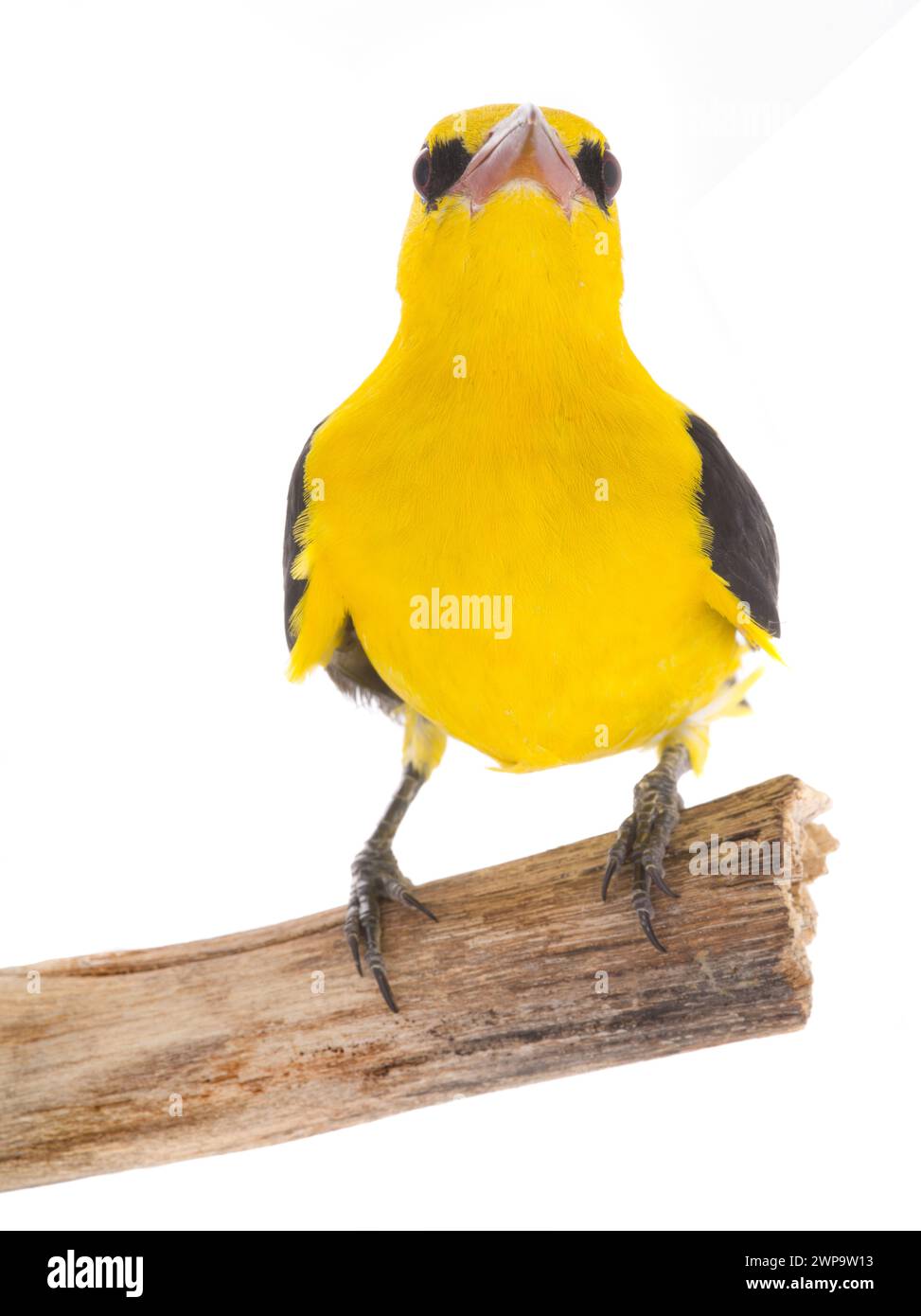 Curious Eurasian Golden Oriole (Oriolus oriolus) isolated on a white ...