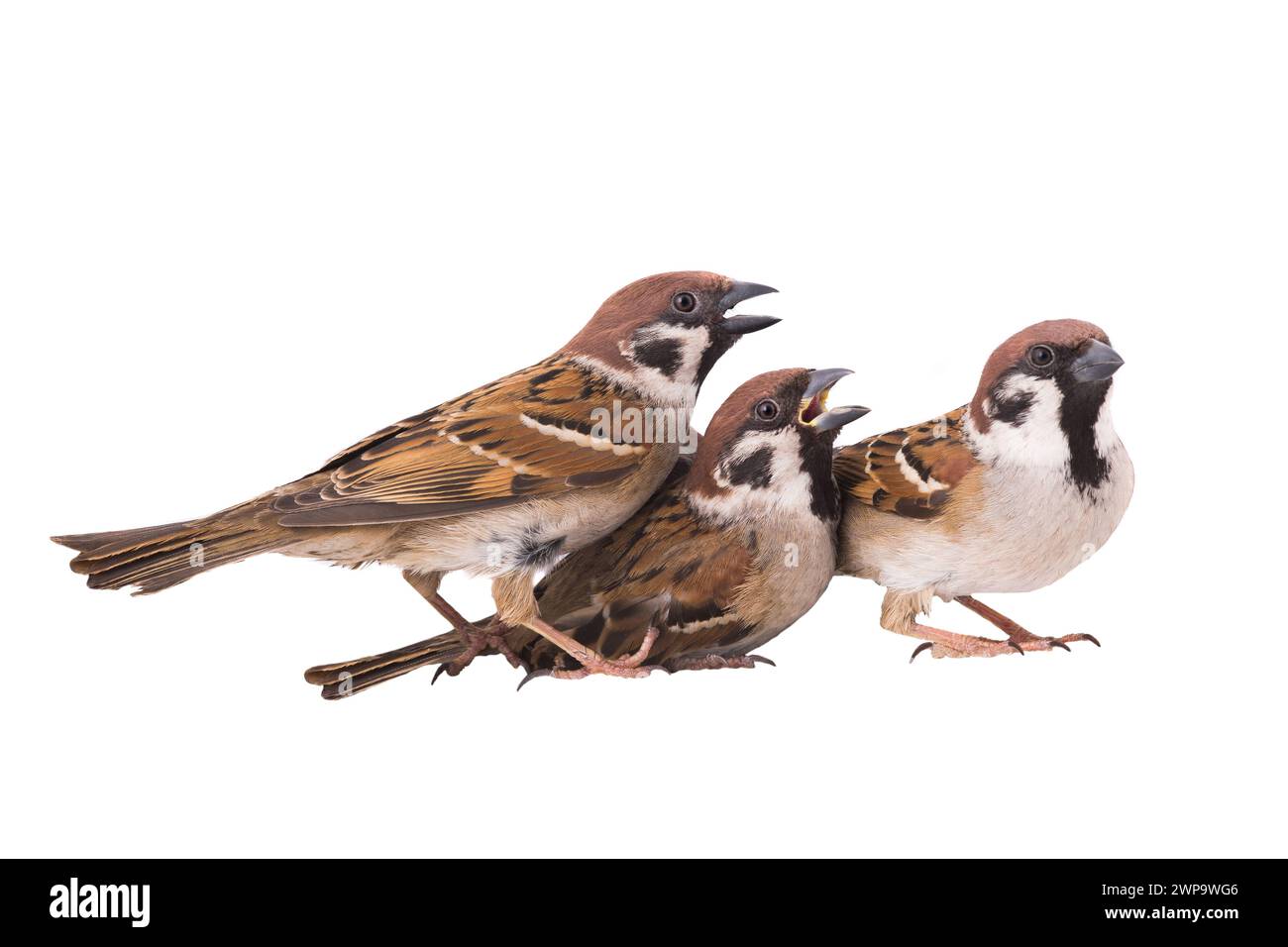 three sparrows isolated on white background Stock Photo