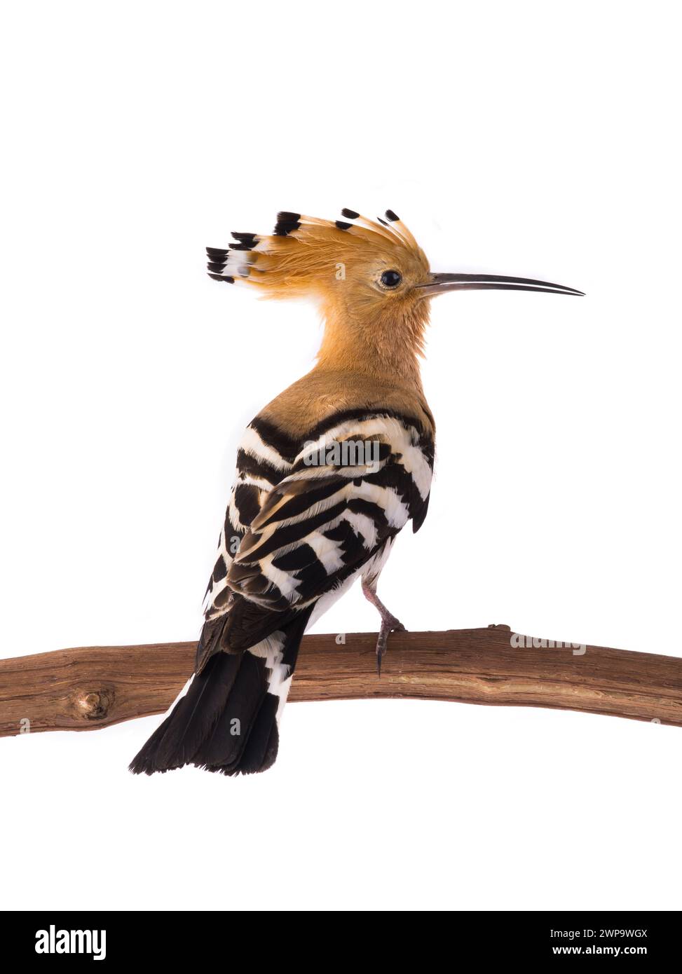 eurasian Hoopoe (Upupa epops) isolated on a white background in studio ...