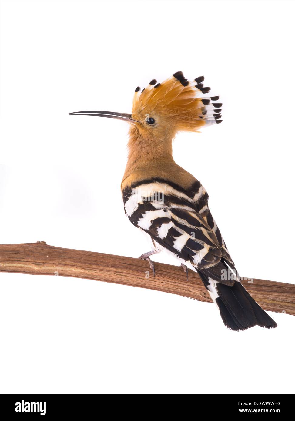 eurasian Hoopoe (Upupa epops) isolated on a white background  in studio shot Stock Photo