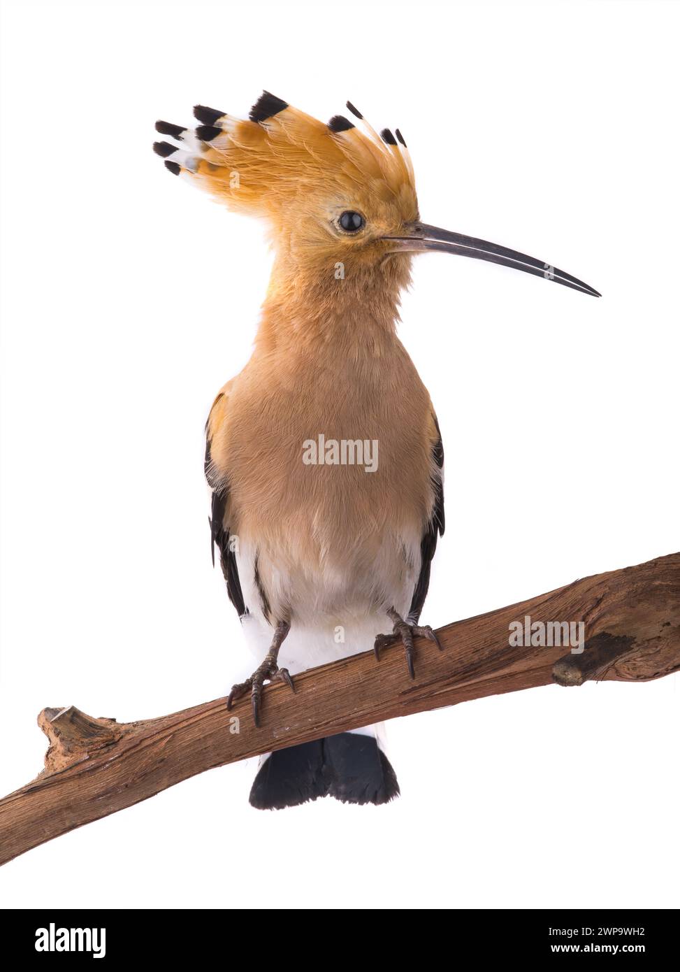 eurasian Hoopoe (Upupa epops) isolated on a white background  in studio shot Stock Photo