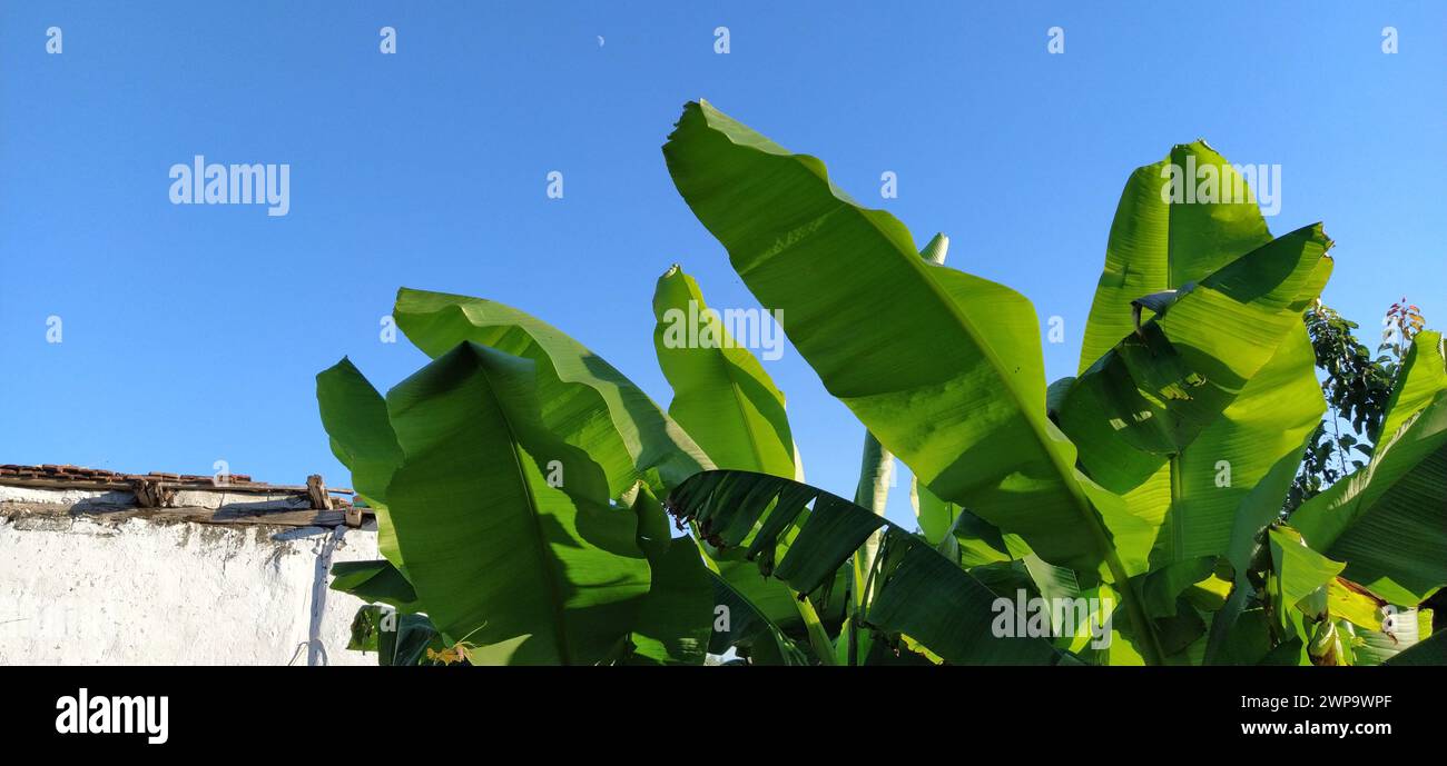 Banana leaves stems plant hi-res stock photography and images - Alamy