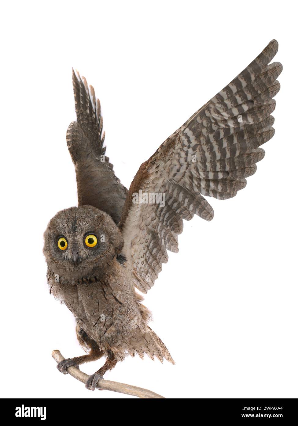 owl on a tree branch with licentious wings isolated on white background Stock Photo