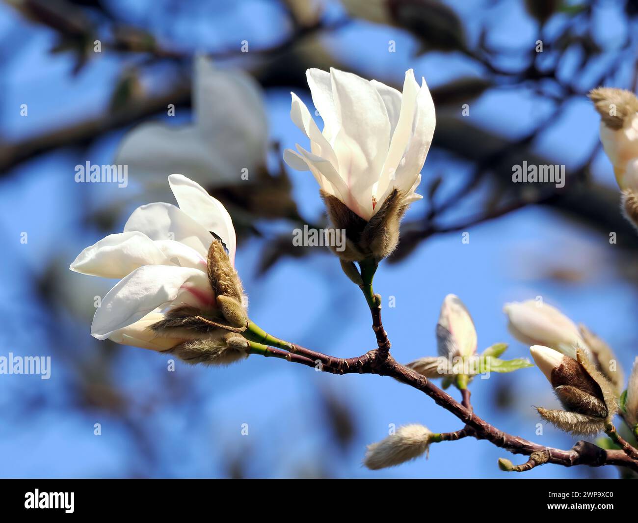 mokryeon, kobus magnolia, Kobushi-Magnolie, Magnolia de Kobé, Magnolia kobus, japán liliomfa, Kobushi-Magnolie, Hungary, Magyarország, Europe Stock Photo