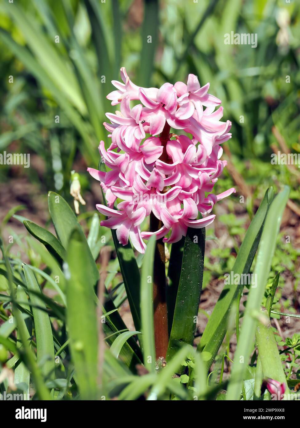 common hyacinth, garden hyacinth or Dutch hyacinth, Gartenhyazinthe ...