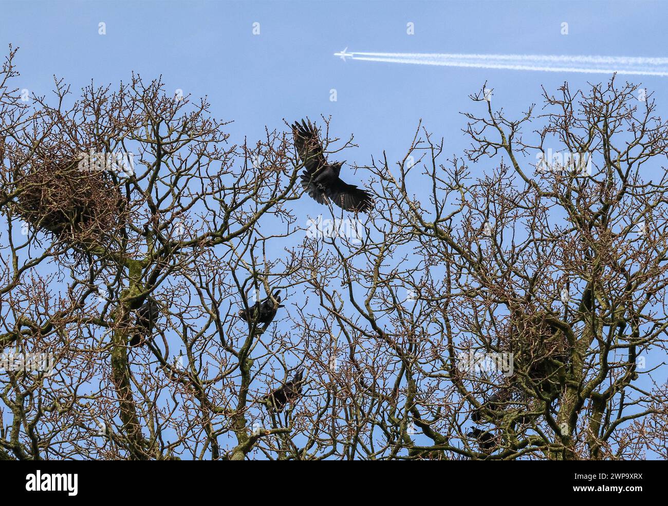 Moira Demesne, Moira, County Antrim, Northern Ireland, UK. 06th Mar 2024. UK weather - a fine day with long sunny spells and clear blue sky as high pressure dictates the weather. It is however cold in the easterly breeze. Rooks gathering and nest-building as a jet leaves a contrail across the blue spring sky. Credit: CAZIMB/Alamy Live News. Stock Photo