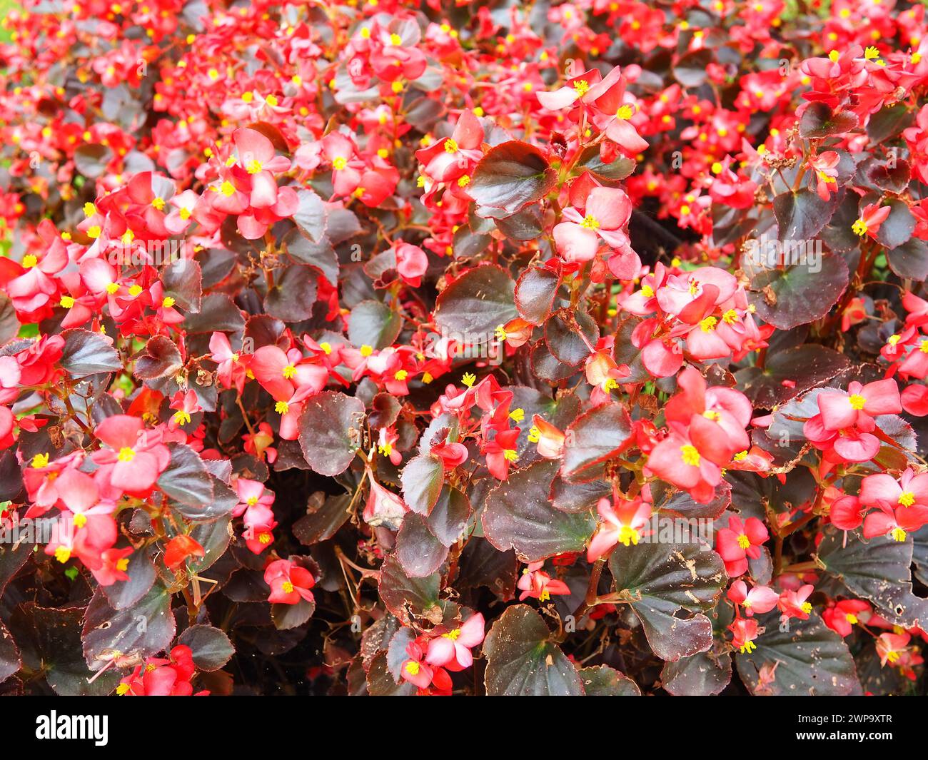 Begonia x semperflorens-cultorum. Wax begonias are a very popular member of the Begoniaceae begonia family, often used as an annual red bedding plant Stock Photo