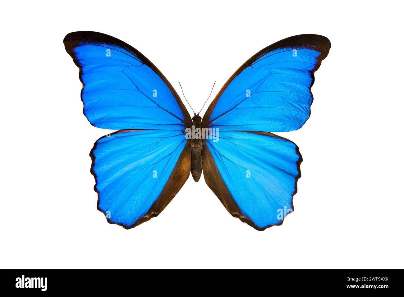 butterfly morpho nestira isolated on white background Stock Photo - Alamy