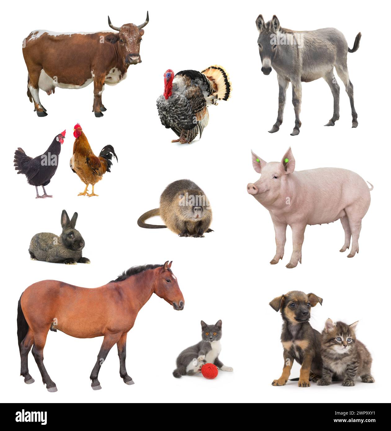collage livestock isolated on white background Stock Photo