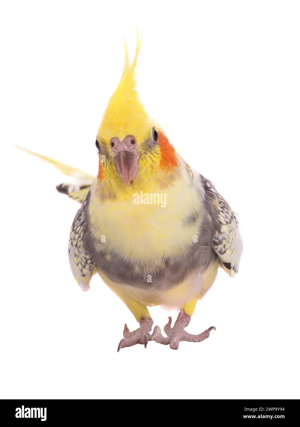 parrot corella isolated on white background Stock Photo