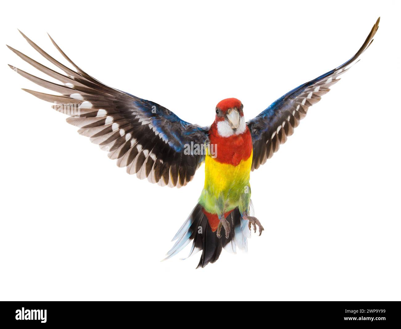 parrot Rosella parrot in flight isolated on white background Stock Photo