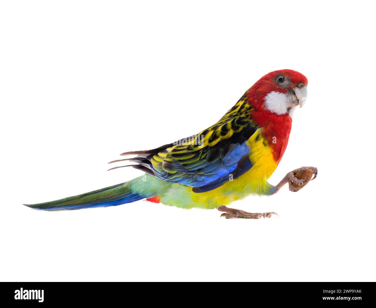 parrot Rosella parrot with almond isolated on white background Stock Photo