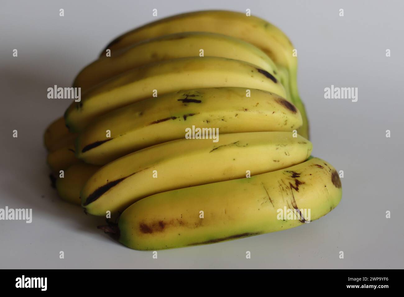 Robusta banana. Vibrant cluster of a dozen Robusta bananas, ripe and