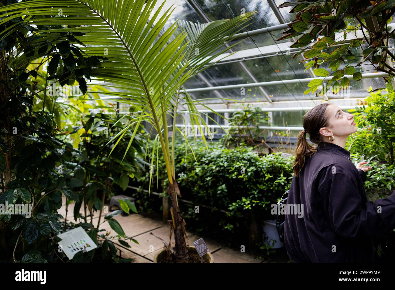 AMSTERDAM - The Hortus Botanicus Amsterdam. The botanical garden has existed since the seventeenth century and contains more than six thousand tropical and native trees and plants. ANP RAMON VAN FLYMEN netherlands out - belgium out Stock Photo