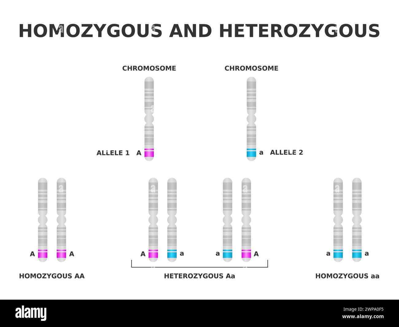 Homozygous and heterozygous. Homozygous has same allele for a particular trait, heterozygous has different. Dominant and recessive gene on chromosome. Stock Vector