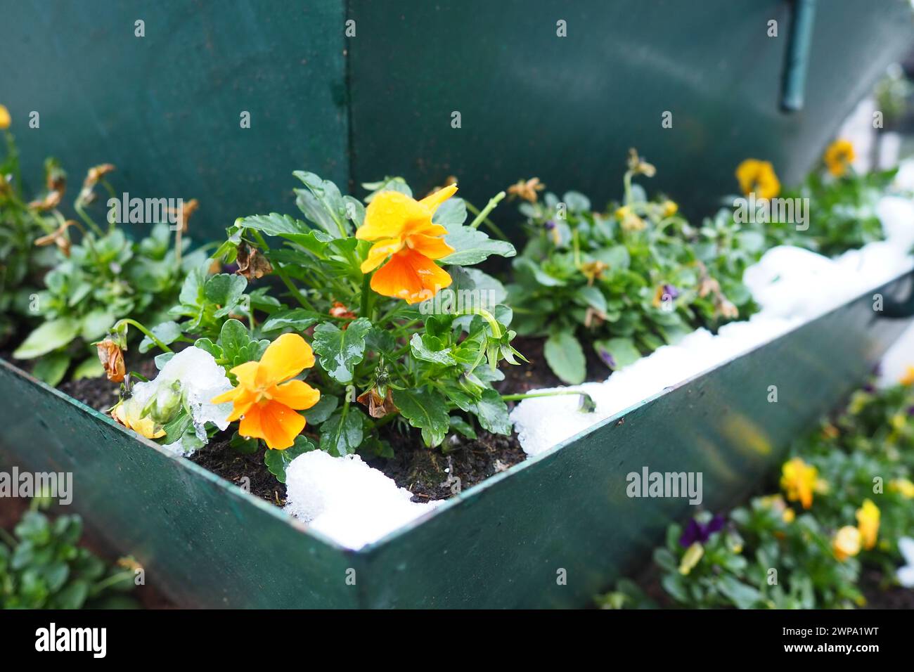 Pansy plant with leaves and yellow orange flowers under fresh white snow. A snowdrift in a flower bed or in a flower box. Frost- and cold-resistant Stock Photo