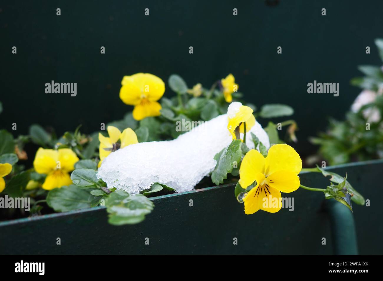 Pansy plant with leaves and yellow flowers under fresh white snow. A snowdrift in a flower bed or in a flower box. Frost- and cold-resistant flowers Stock Photo