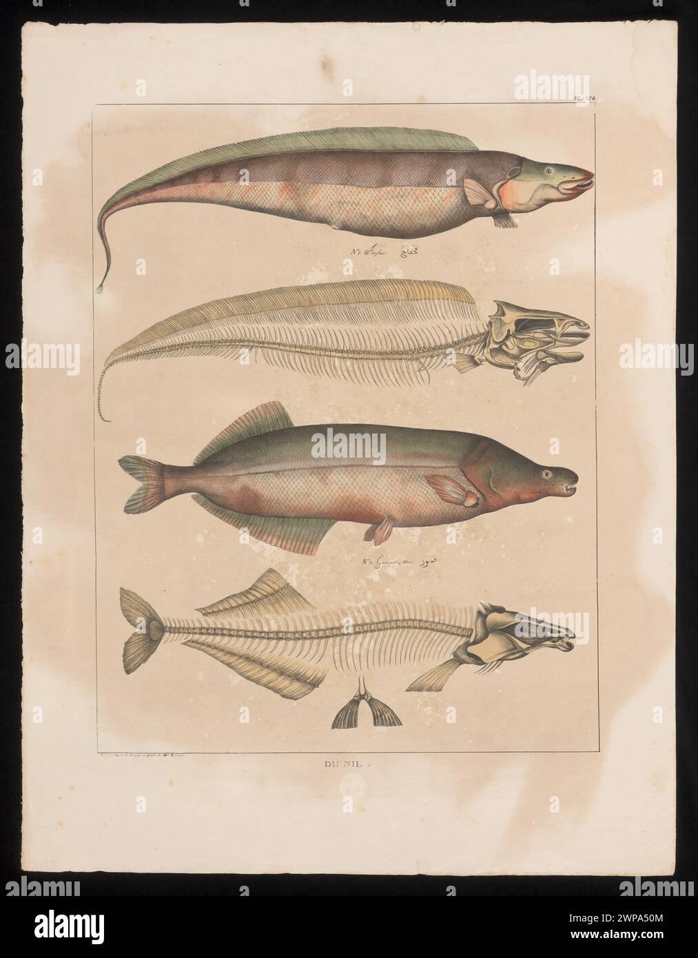 Illustration of Gymnarchus and Mormyrus, two fish species inhabiting the Nile River, showing anatomy, form, and natural features, created in 1830 by Jean-Jacques Rifaud and Olivier Michel de Roissy. Stock Photo