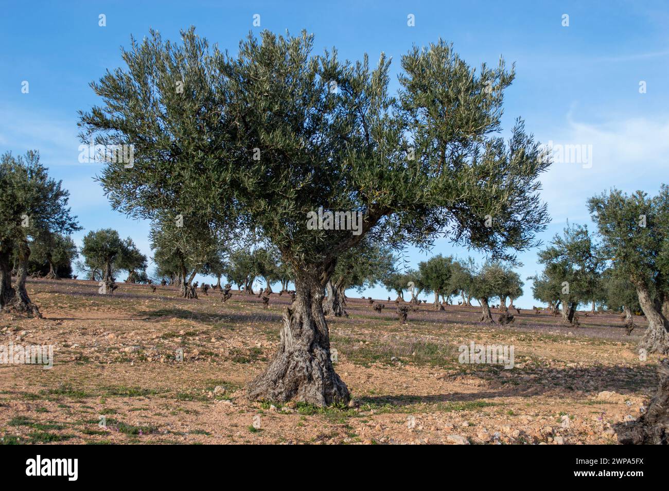 Agriculture. Spanish olive grove. Stock Photo