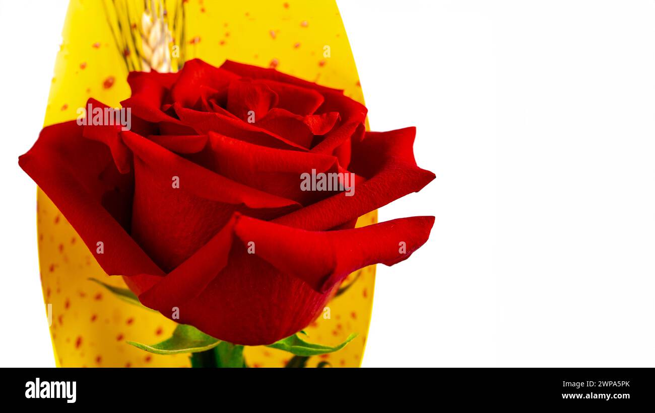 Close-up of red rose for Sant Jordi with yellow florist paper with red dots on white background Stock Photo