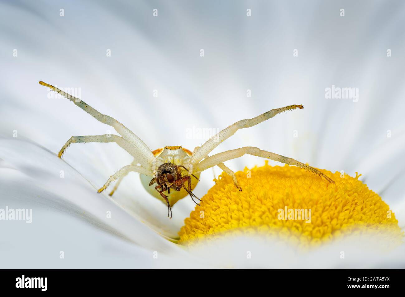 Crab spider (Misumena vatia) with victim (fly) on a daisy Stock Photo