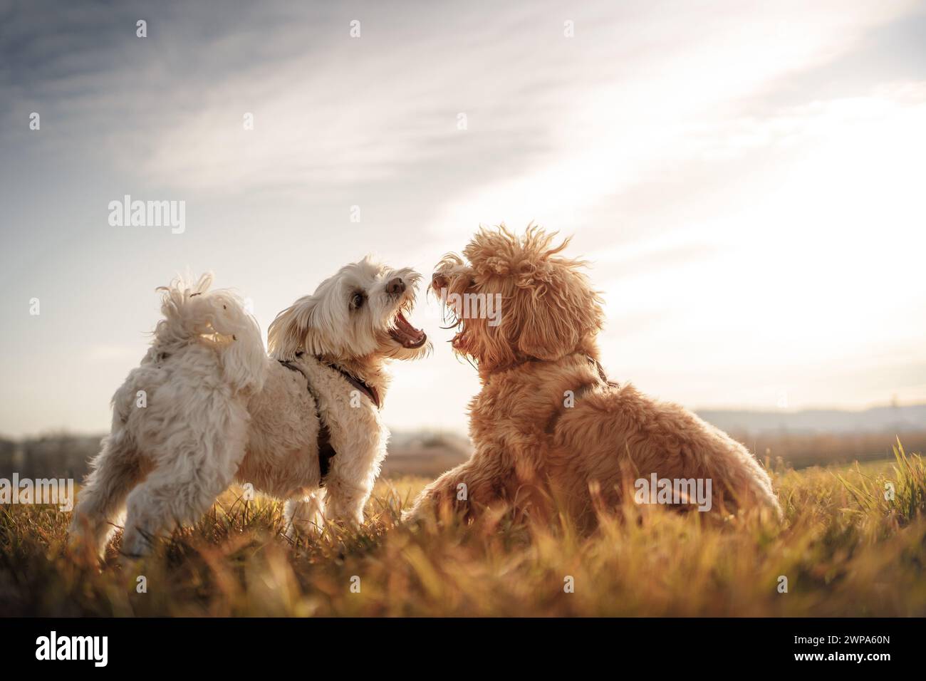 two dogs playing wildly in a field (Maltese & Labradoodle) Stock Photo