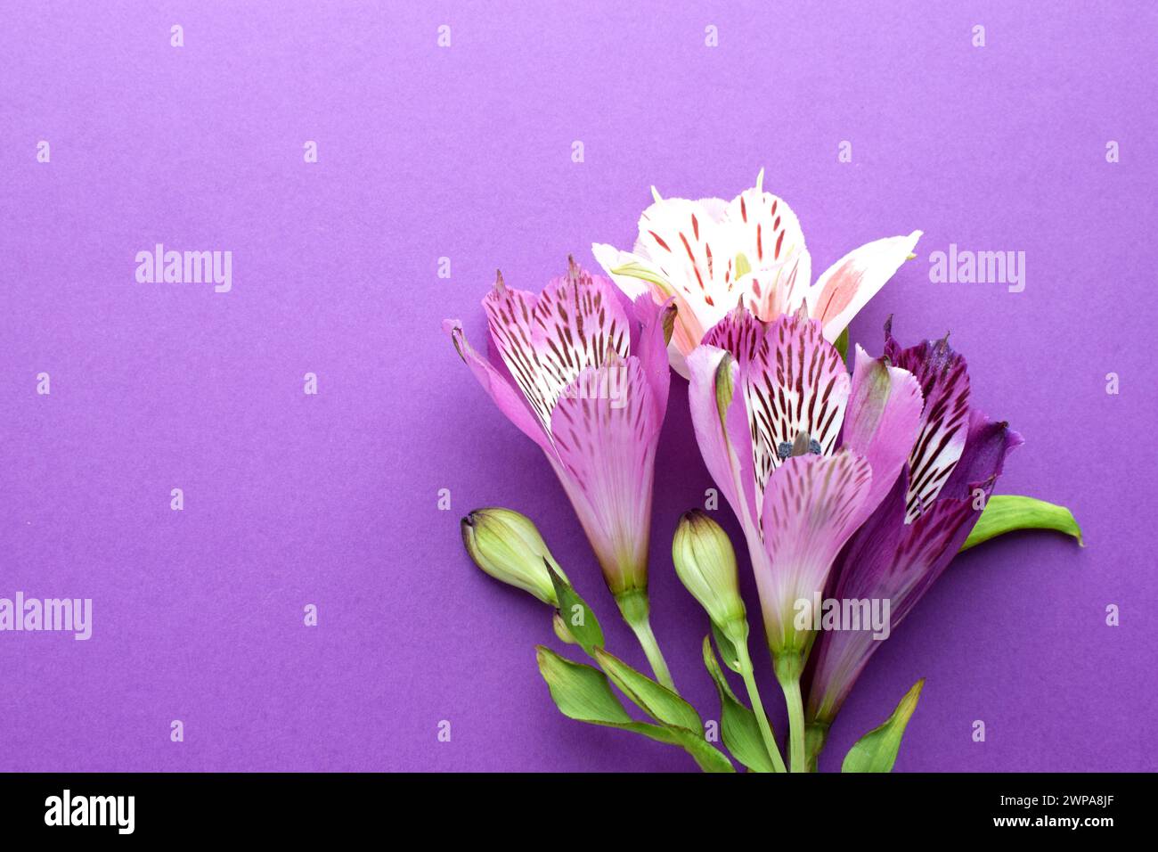 Beautiful pink and purple  alstroemeria flowers in green leaves on a pink background. Peruvian Lily. Copy space. Stock Photo