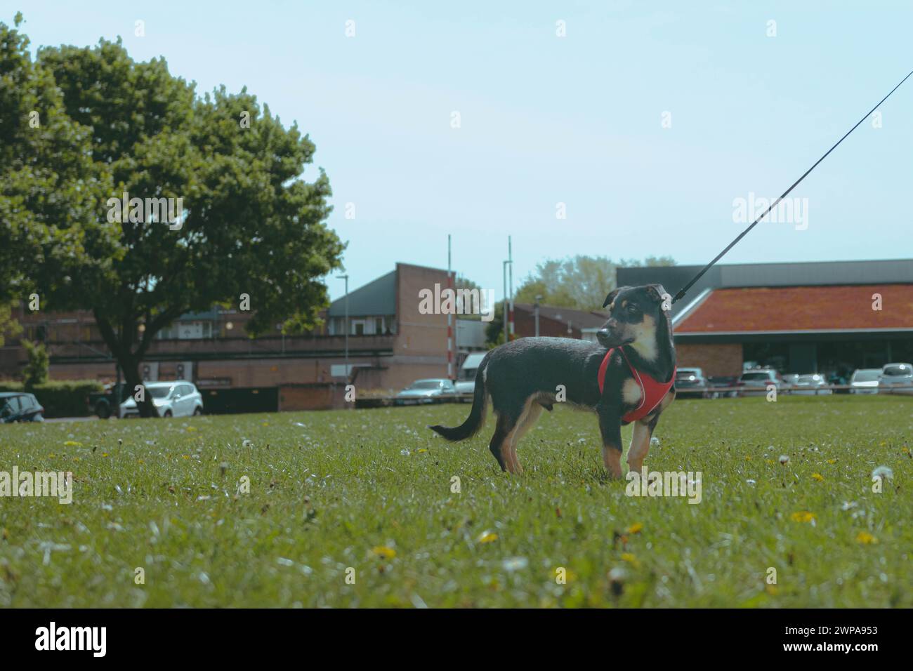 Dog Walking Stock Photo