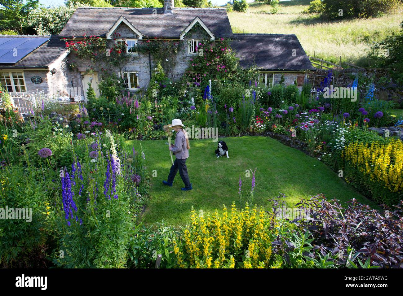 24/06/14 Could this be Britain's most beautiful cottage garden? Dale Bottom Cottage in Hopedale
