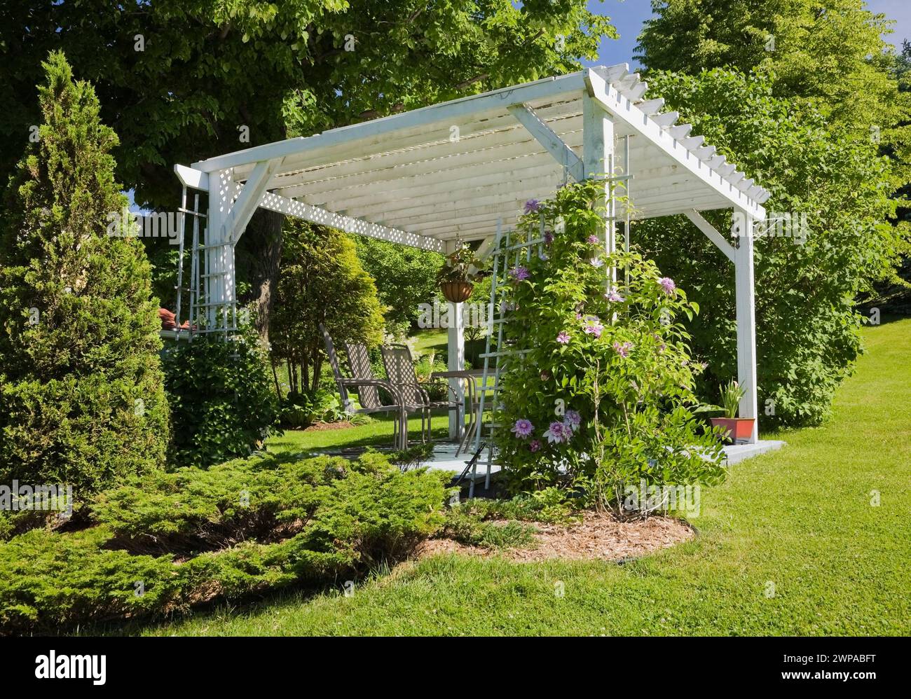 Manicured green grass lawn and white painted wooden pergola with Thuja occidentalis - Cedar tree in border in backyard garden in late spring. Stock Photo