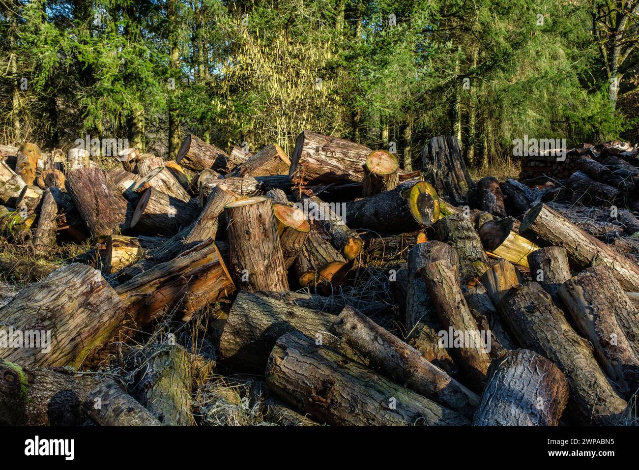 Tree trunk, timber, drying wood during three years before burning it. It stays outside to lose his sap.  Logs, drying wood in a forest |  Buches - Boi Stock Photo