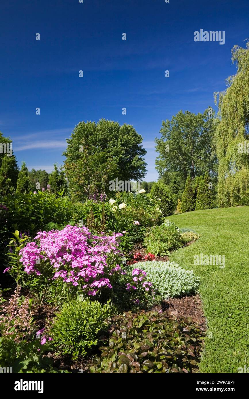 Border planted with various plants, shrubs and flowers including pink Phlox carolina 'Bill Baker' flowers in backyard garden in late spring. Stock Photo
