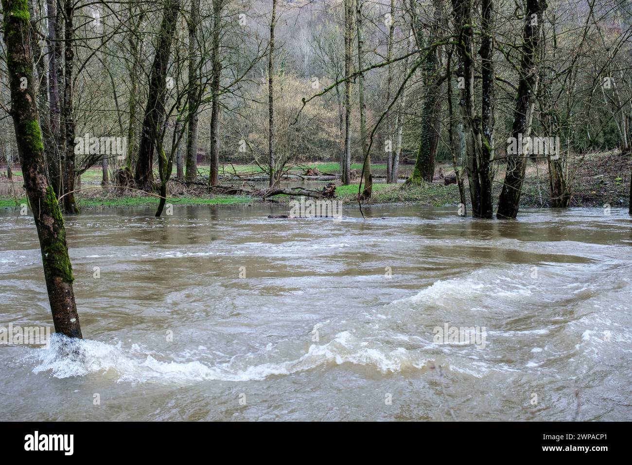 Apres les températures les plus elevees pour un mois de janvier et les chutes de pluies abondantes le Viroin est encore sorti de son lit  | Between Ni Stock Photo